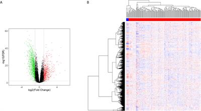 Differential Expression Profile of lncRNA in Glioma Cells and the Effect of lncRNA NKX3-1 on Glioma Cells Through Fem1b/SPDEF Pathway